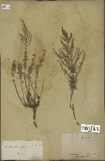 spécimen de Artemisia canariensis