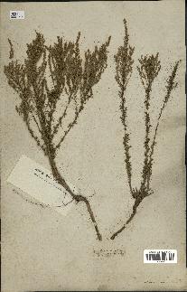 spécimen de Artemisia campestris