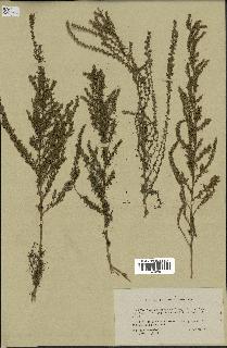 spécimen de Artemisia campestris