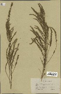 spécimen de Artemisia campestris