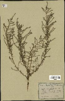 spécimen de Artemisia campestris