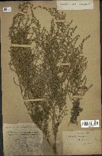 spécimen de Artemisia campestris