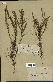 spécimen de Artemisia campestris