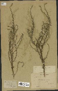 spécimen de Artemisia campestris