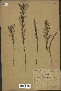 spécimen de Artemisia campestris