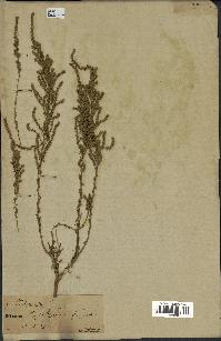 spécimen de Artemisia campestris