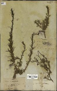 spécimen de Artemisia campestris