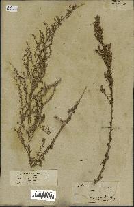 spécimen de Artemisia campestris