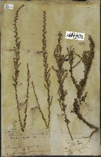 spécimen de Artemisia campestris