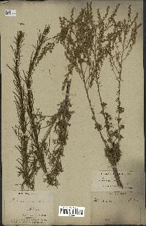 spécimen de Artemisia campestris