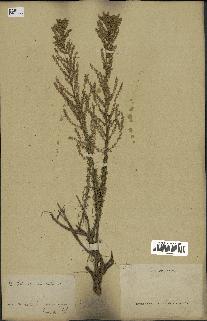 spécimen de Artemisia campestris