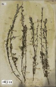 spécimen de Artemisia chitachensis