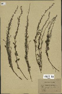 spécimen de Artemisia chitachensis