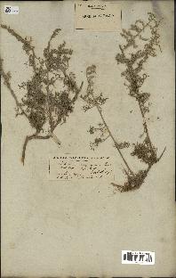 spécimen de Artemisia canariensis