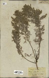 spécimen de Artemisia canariensis