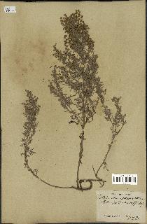 spécimen de Artemisia canariensis