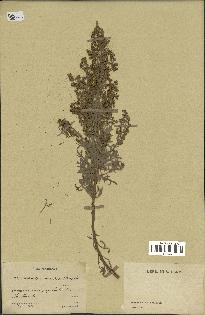 spécimen de Artemisia canariensis