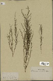 spécimen de Artemisia variabilis