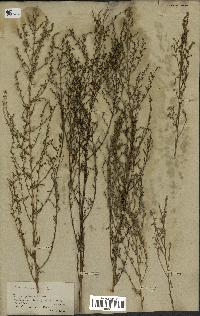 spécimen de Artemisia variabilis