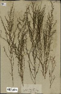 spécimen de Artemisia variabilis