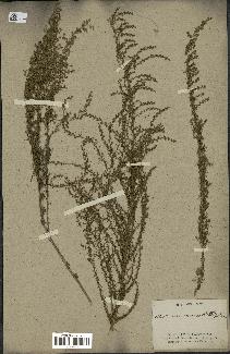 spécimen de Artemisia variabilis