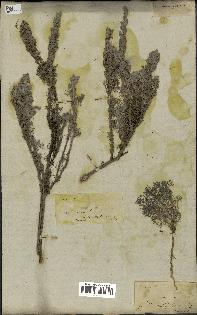 spécimen de Artemisia reptans