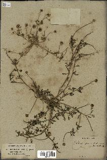 spécimen de Matricaria pubescens