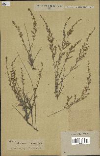 spécimen de Artemisia herba-alba