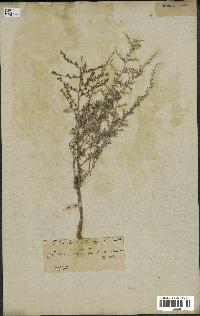 spécimen de Artemisia herba-alba