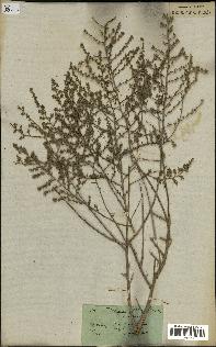 spécimen de Artemisia herba-alba