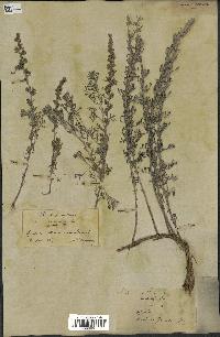 spécimen de Artemisia herba-alba