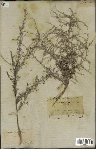 spécimen de Artemisia herba-alba