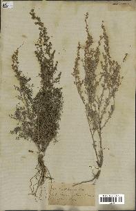 spécimen de Artemisia herba-alba