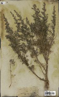 spécimen de Artemisia herba-alba