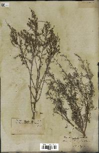 spécimen de Artemisia herba-alba