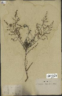 spécimen de Artemisia herba-alba