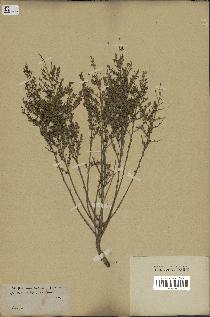 spécimen de Artemisia herba-alba