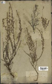 spécimen de Artemisia herba-alba