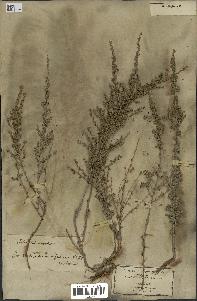 spécimen de Artemisia herba-alba