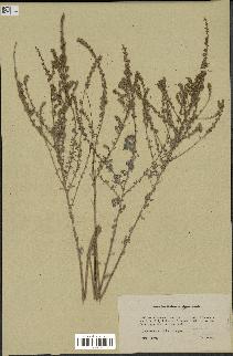 spécimen de Artemisia herba-alba