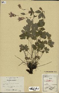 spécimen de Aquilegia canadensis