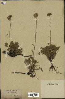 spécimen de Tanacetum argenteum