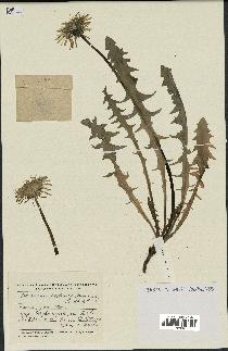 spécimen de Taraxacum pectinatiforme