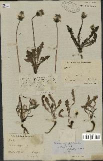 spécimen de Taraxacum palustre