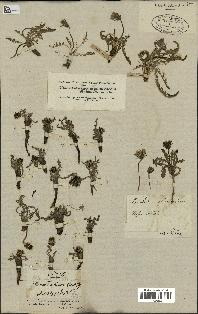 spécimen de Taraxacum officinale