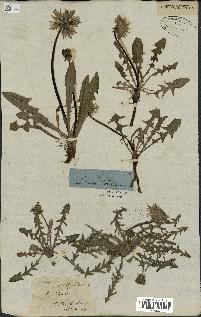 spécimen de Taraxacum officinale