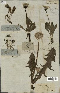 spécimen de Taraxacum officinale