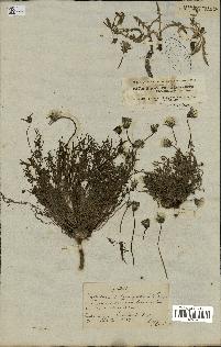 spécimen de Taraxacum officinale