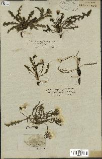 spécimen de Taraxacum officinale