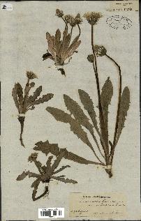 spécimen de Taraxacum officinale